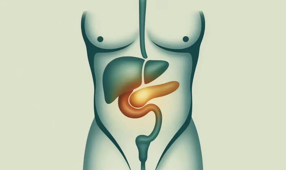 Illustration of the pancreas highlighting pancreatitis risk associated with Mounjaro tirzepatide treatment